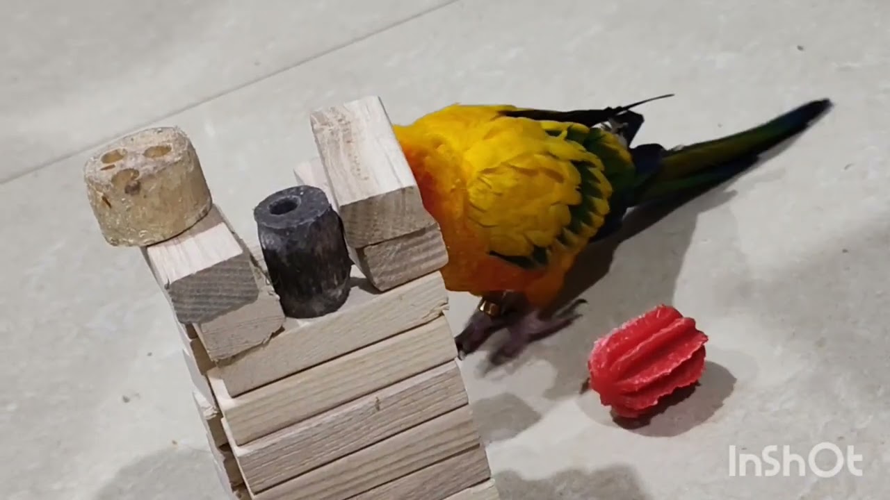 Mango kheli kheli ki last re kana karuchi dekhantu🦜🤩