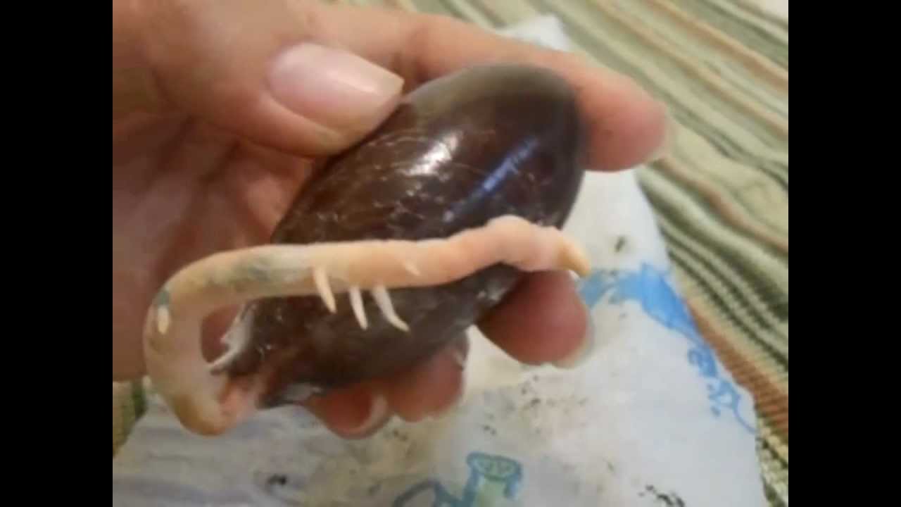 Growing Mamey Sapote from Seed: Part 1