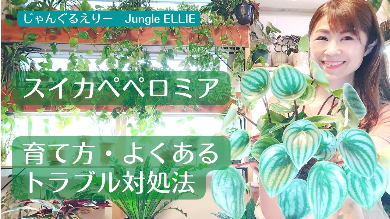 【スイカペペロミア】性格、環境、水やり、用土、よくあるトラブル対処法について　[観葉植物]ー　Ep.57