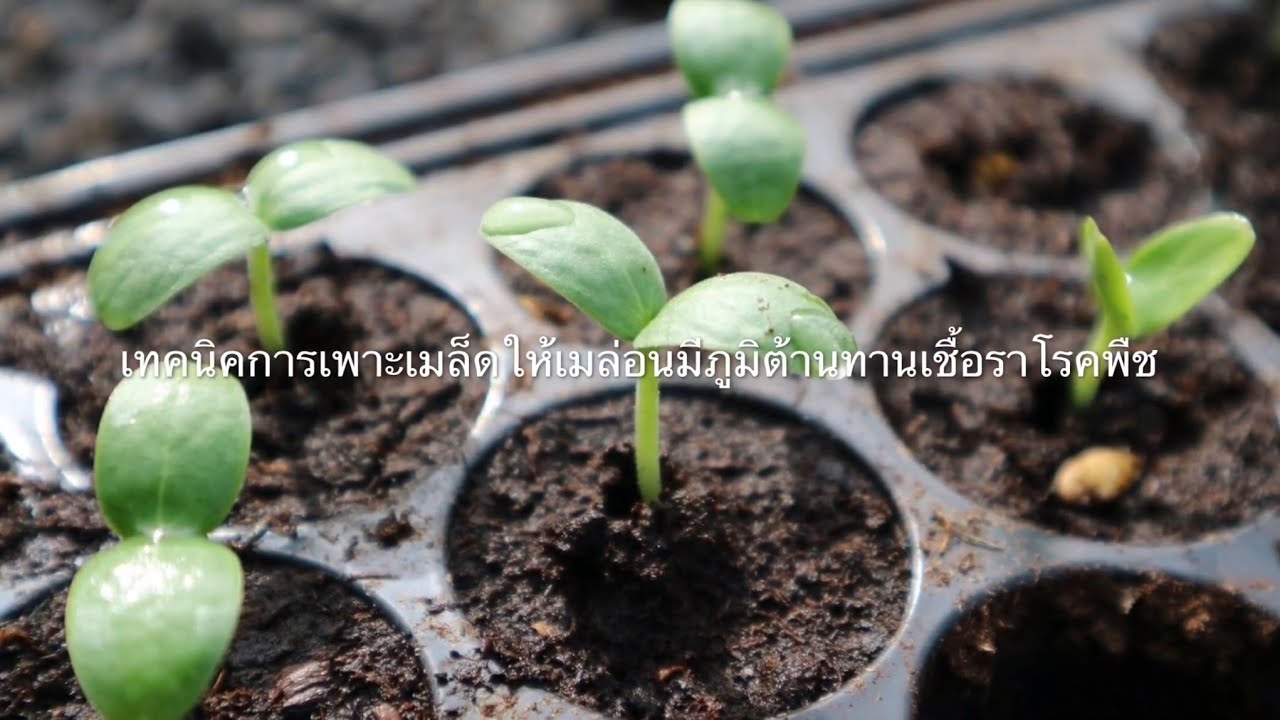 เทคนิคการเพาะเมล็ดให้เมล่อนมีภูมิต้านทานเชื้อราโรคพืช