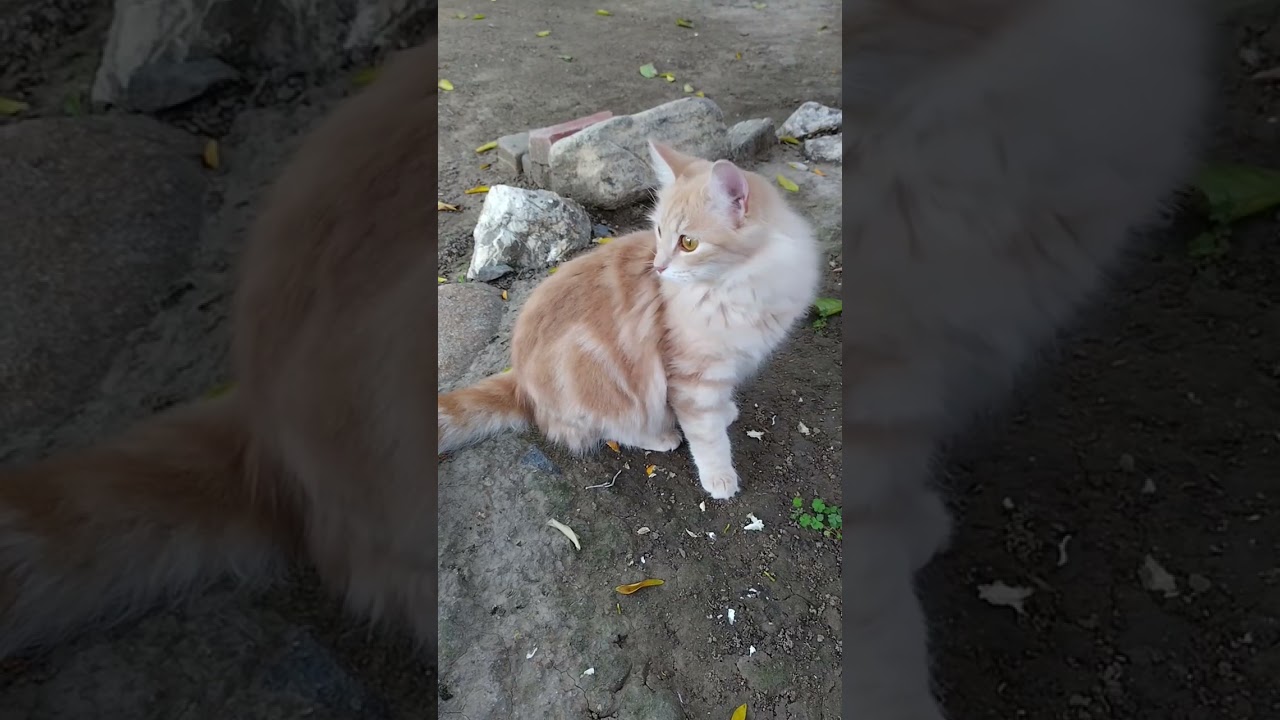 My cat Macy's family . 