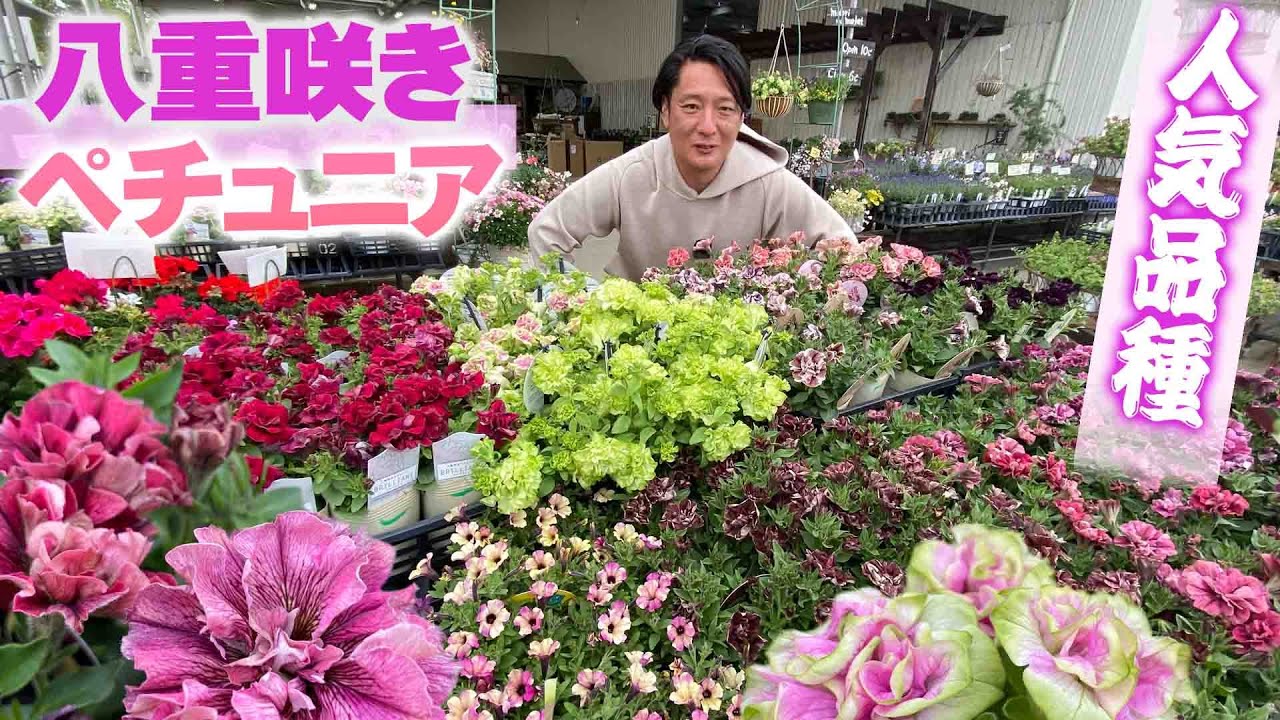 【緑のマーケット】おすすめの八重咲きペチュニアの品種を紹介！寄せ植えの見本鉢も参考に