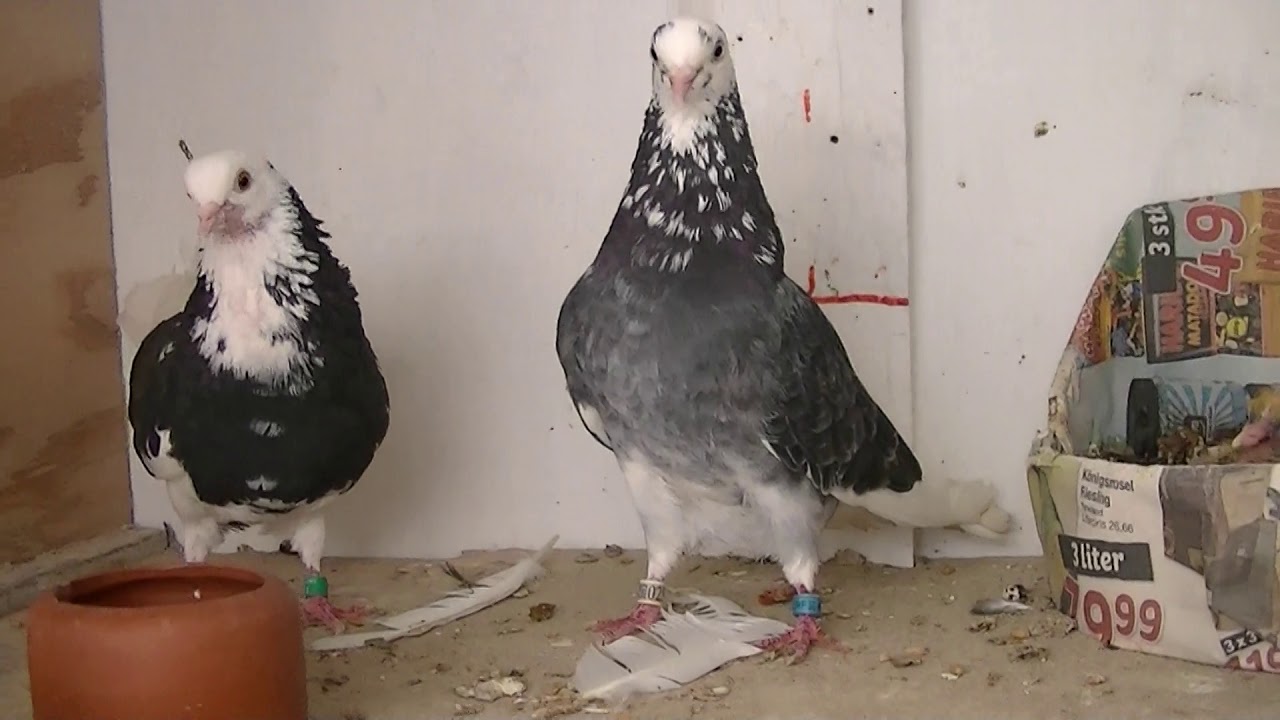2019 Breeding Pairs.