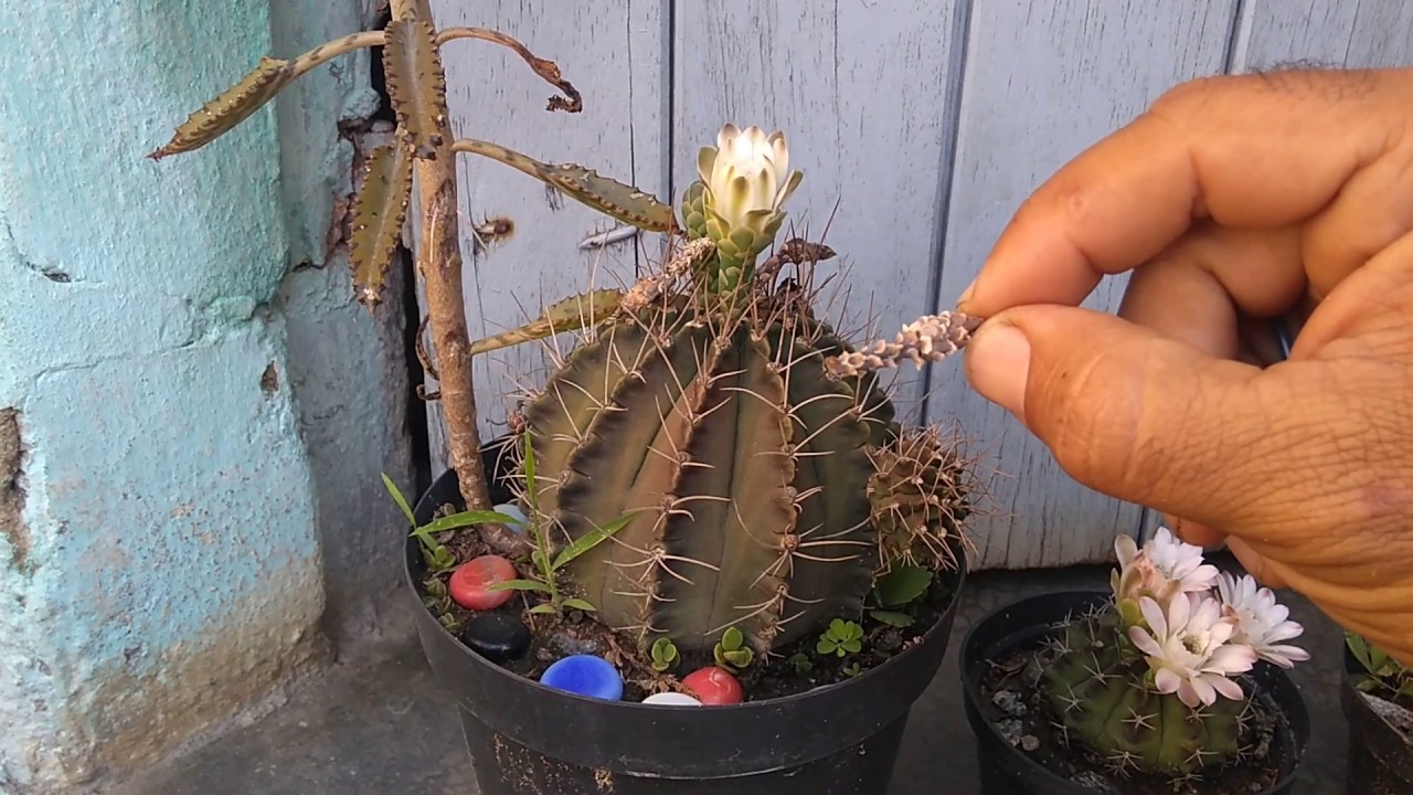 Como é a polinização no gymnocalycium