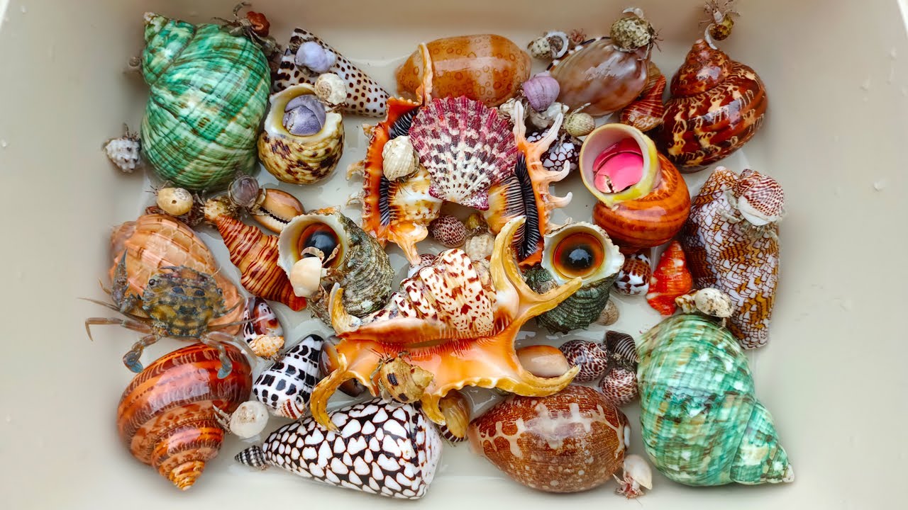 Banyak Keong Kerang muncul di pantai dan Saya Menemukan Kelomang Besar, Kepiting, Siput, Ikan