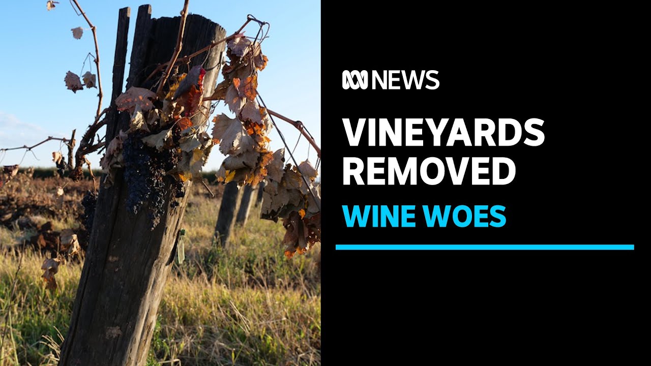 Wine grape growers rip out vineyards in NSW Riverina after historic low prices | ABC News