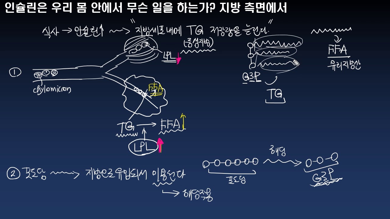 인슐린은 우리 몸 안에서 무슨 일을 하는가, 지방 측면에서
