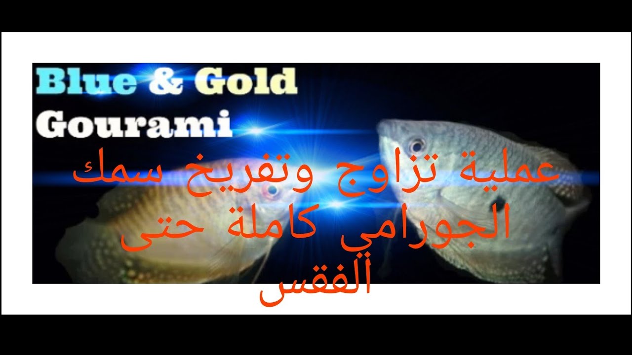 تفريخ سمك الجورامي  (الجزء الأول)