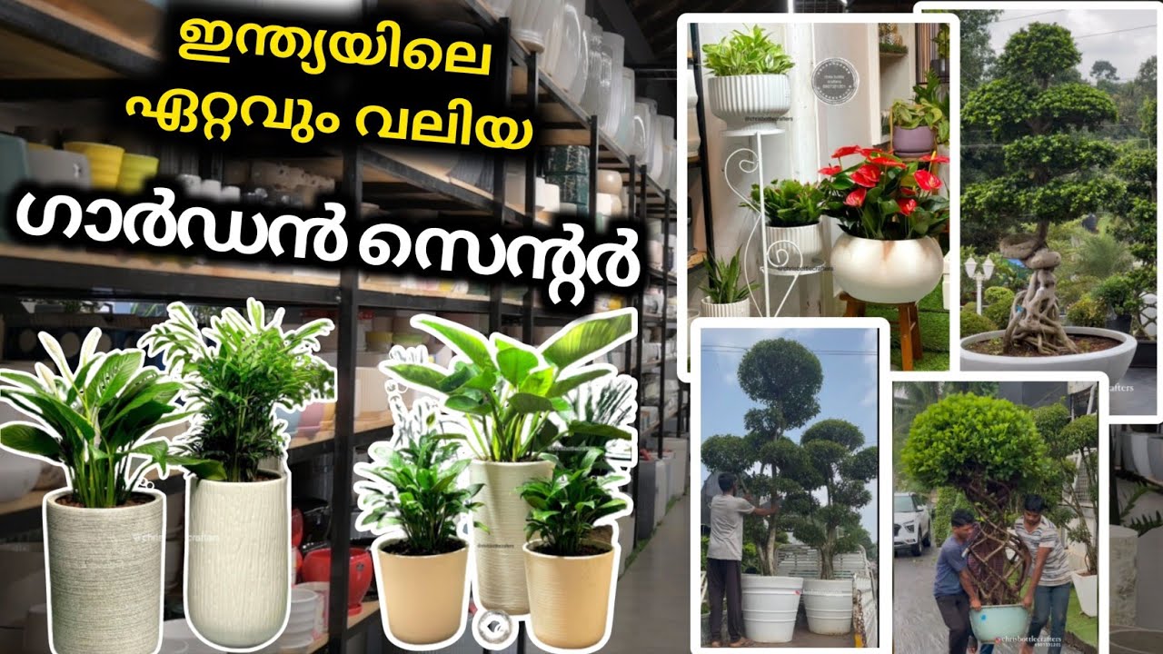 ഭീകര കളക്ഷൻ കേരളത്തിൽ😯/ Imported plant collection👌👌👌