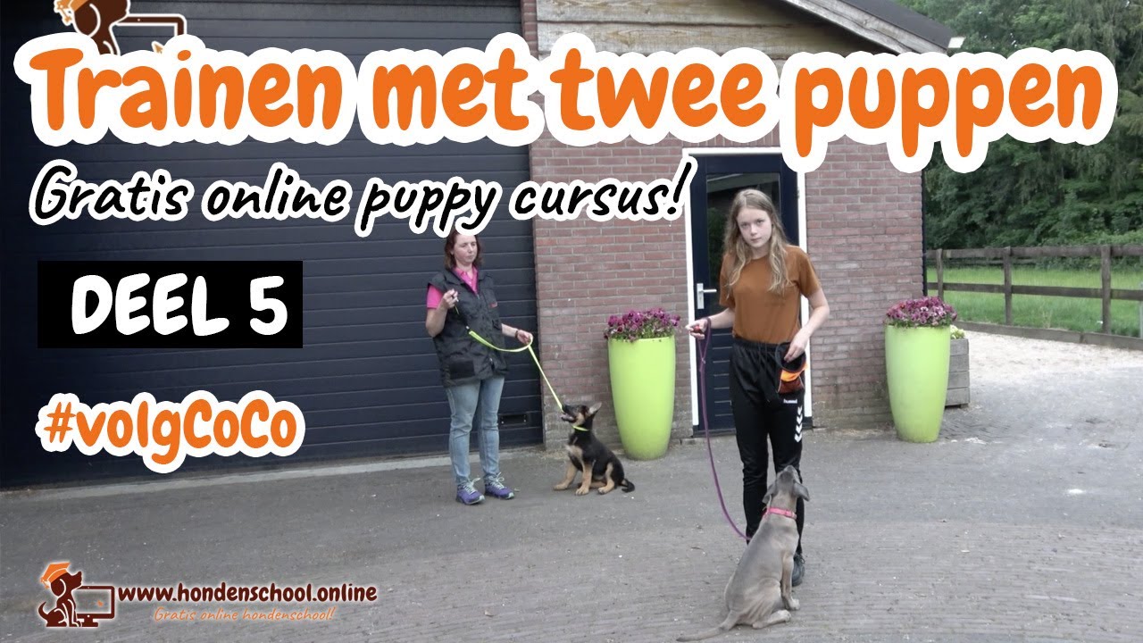 #volgCoCo deel 5 Clickertraining met 2 puppen! - Puppy zwemles - socialiseren in corona tijd