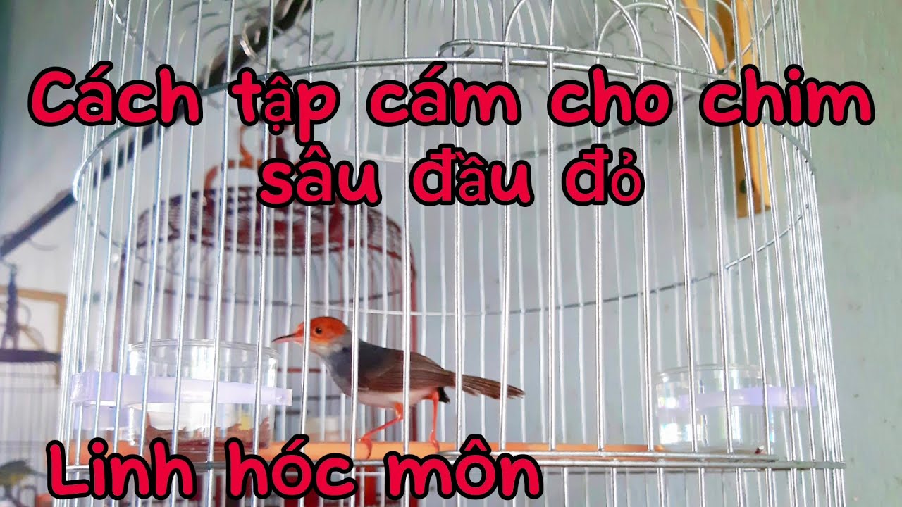 Cách tập cám cho chim sâu đầu đỏ bổi hiệu quả nhất #saudaudo #chimsau #linhhocmon