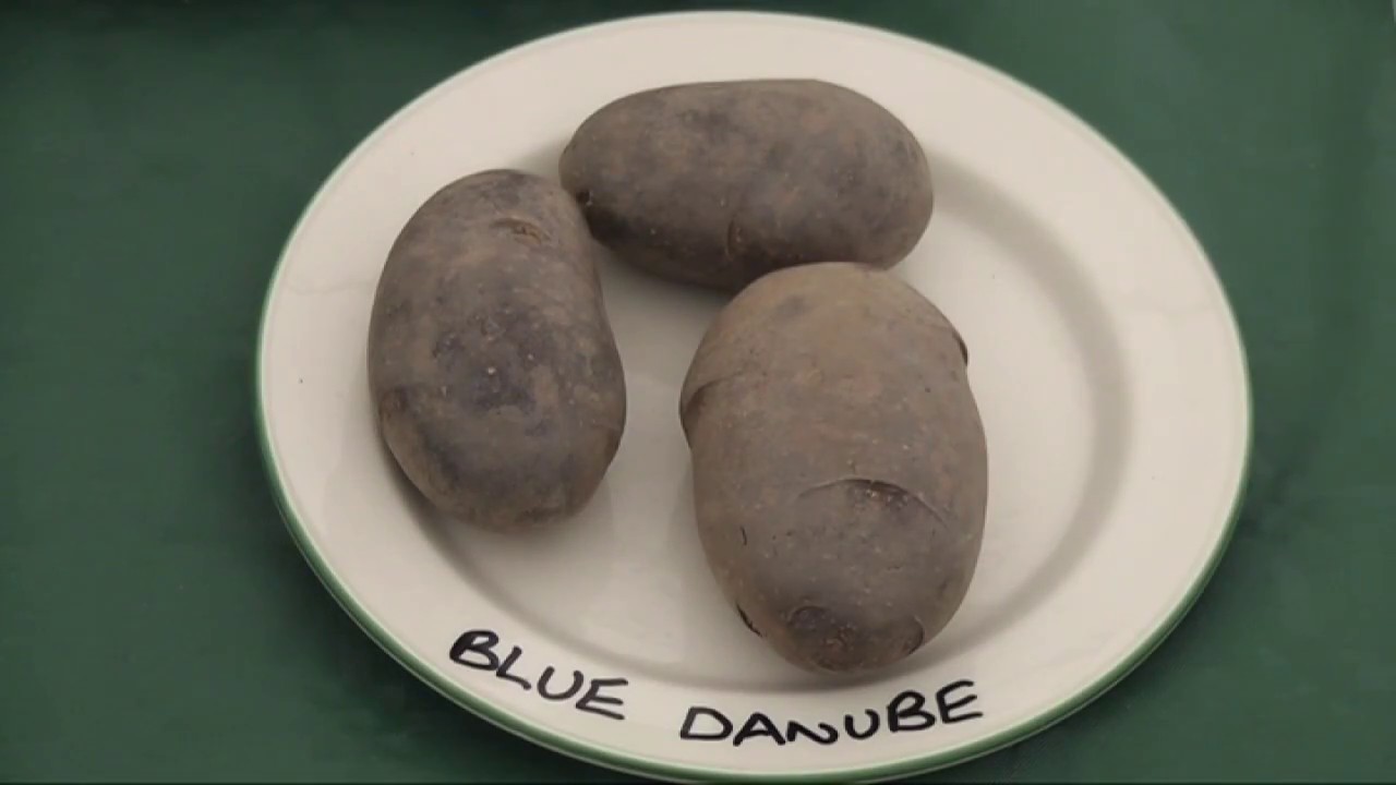 Sarpo varieties - Blight resistant potatoes