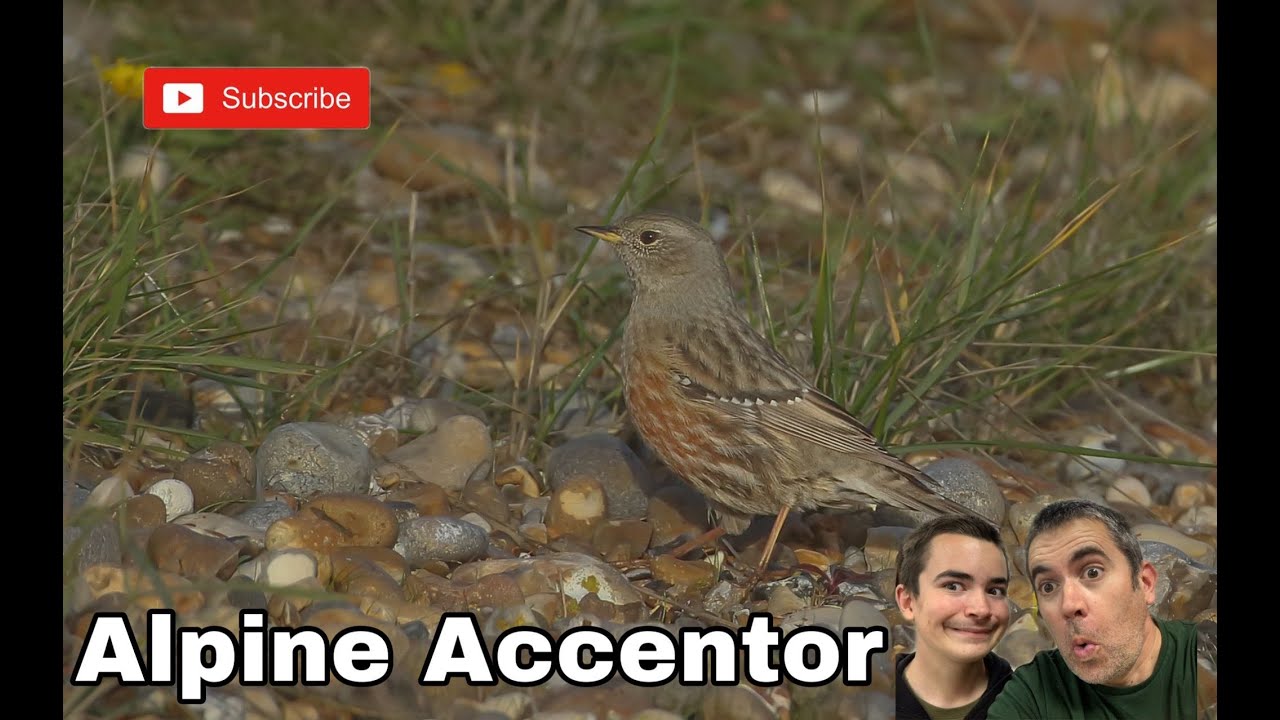 ALPINE ACCENTOR, Slaughden Suffolk