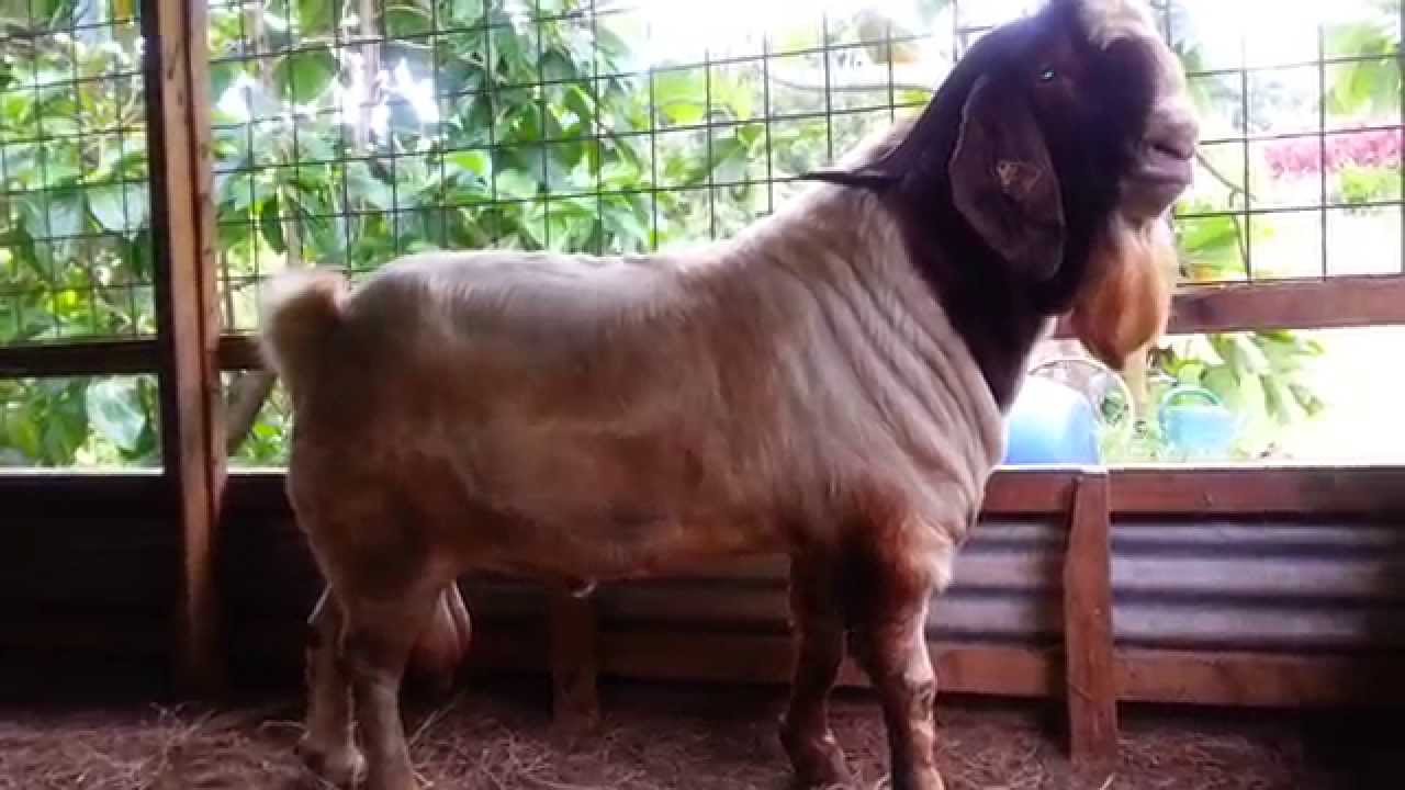 Boermasterclass (0696 783-777) : Boer Goats BIG LESTER/Big Machine.
