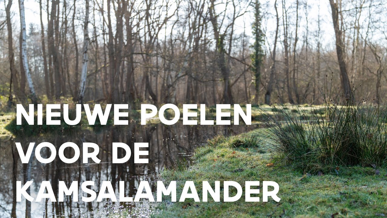 Kamsalamander krijgt nieuwe poelen in de Vallei van de Serskampse beek | Natuur en Bos