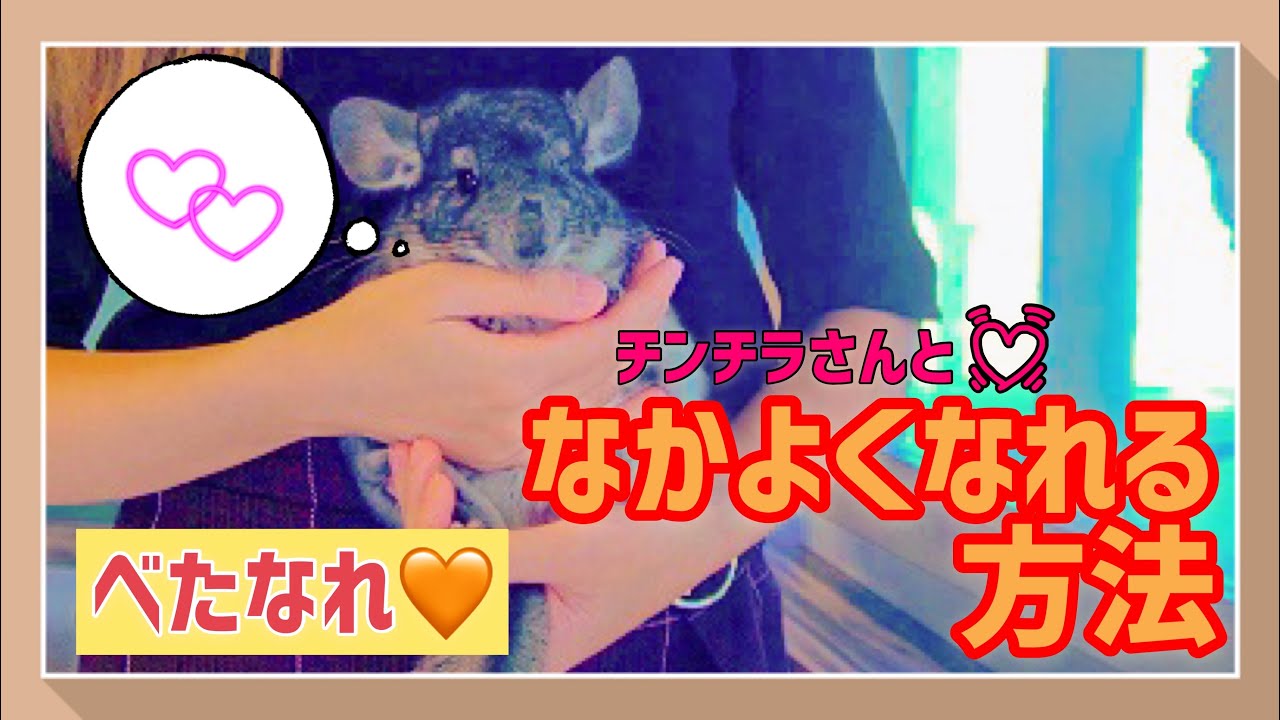 【チンチラさん】ベタ慣れに？！チンチラさんとなかよくなれる方法とは！