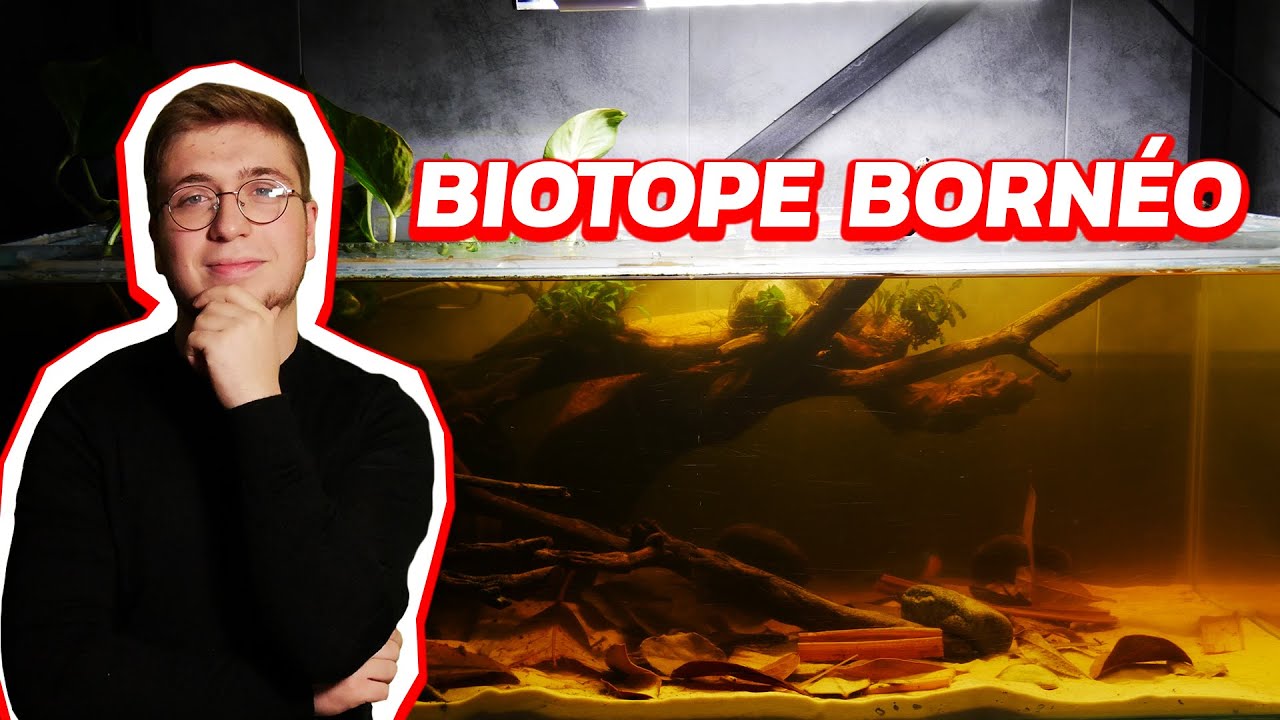 UN AQUARIUM BIOTOPE BORNÉO (j'adore ce biotope)