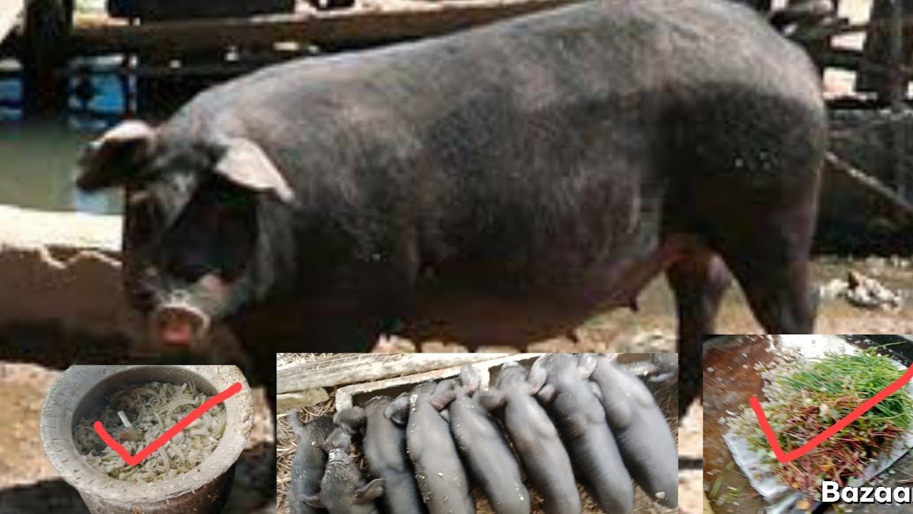 यो भिडियो हेर्नुभयोभने सुङ्गुरपालनमा ठूलोघाटा हुनबाट बचाउछ sadupayog#pig#animals #pigfeed#frming