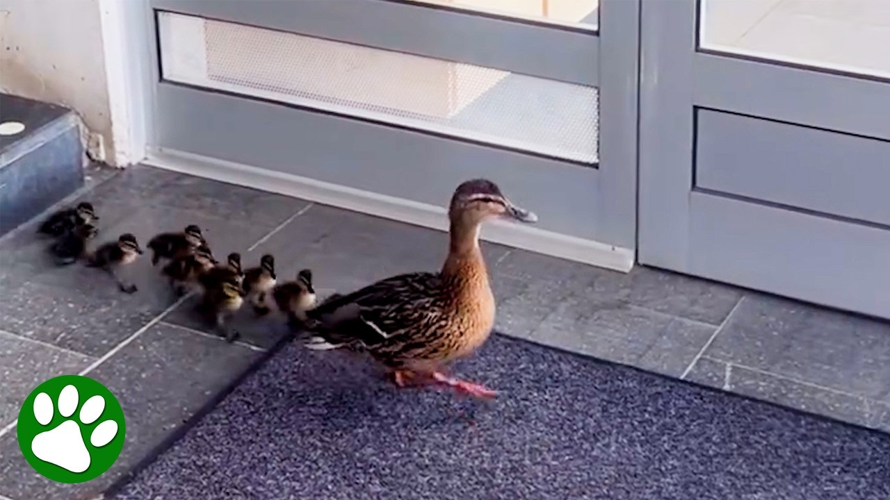 University Staff Build a Path to Help Ducklings Reach Freedom