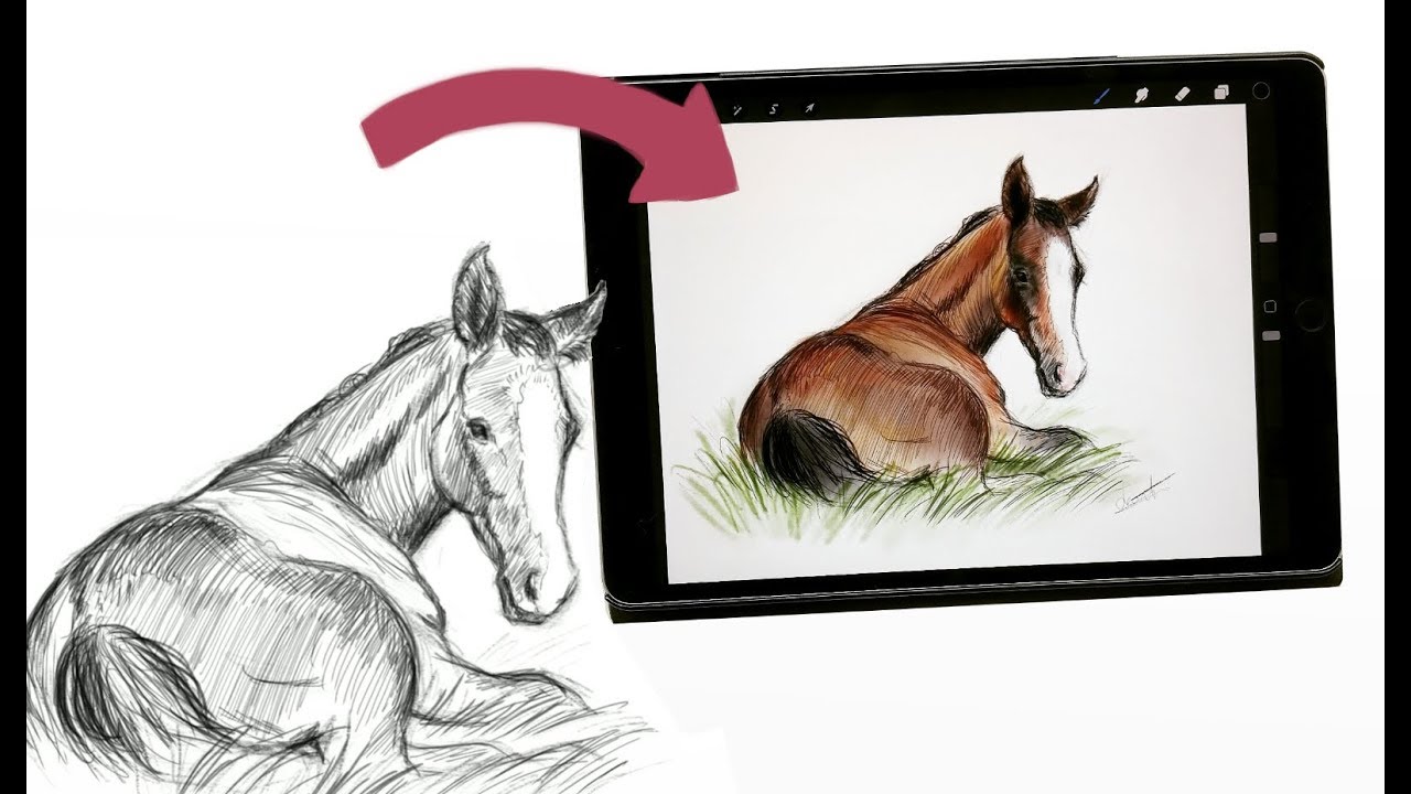 Sketching in Procreate! Little foal