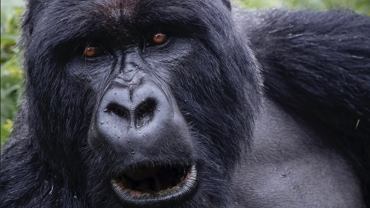 Face to Face with the Last Great Apes