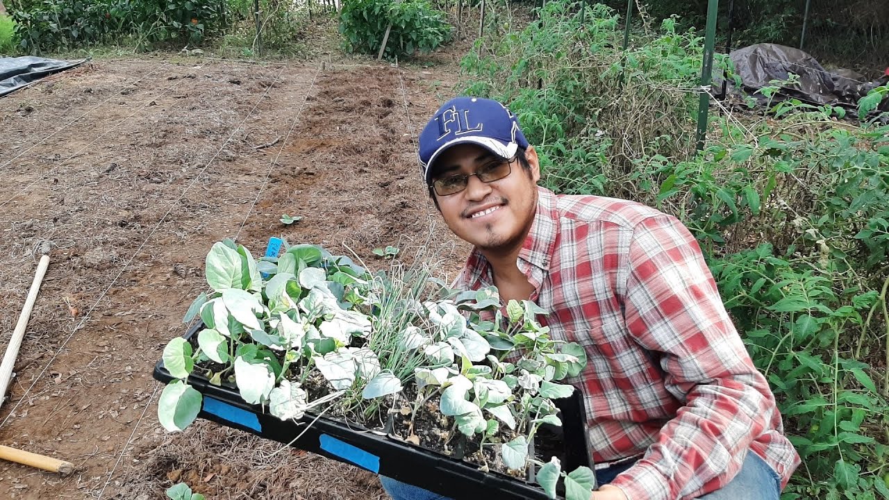 Brasicas de Otoño repollo coliflor y brocoli Semillero y transplante en el huerto