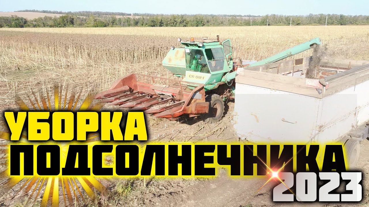 Уборка подсолнечника 2023. Сорт ЛОНДОН