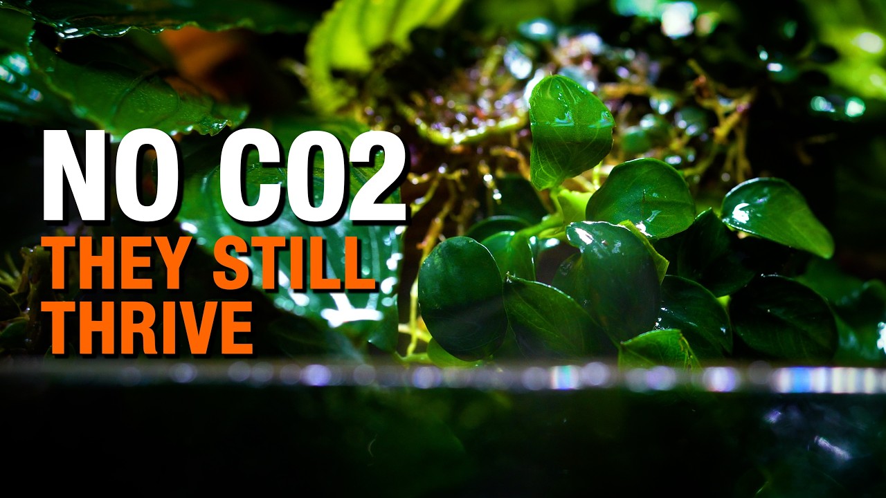 5 Aquarium Plants That Thrive Without CO2
