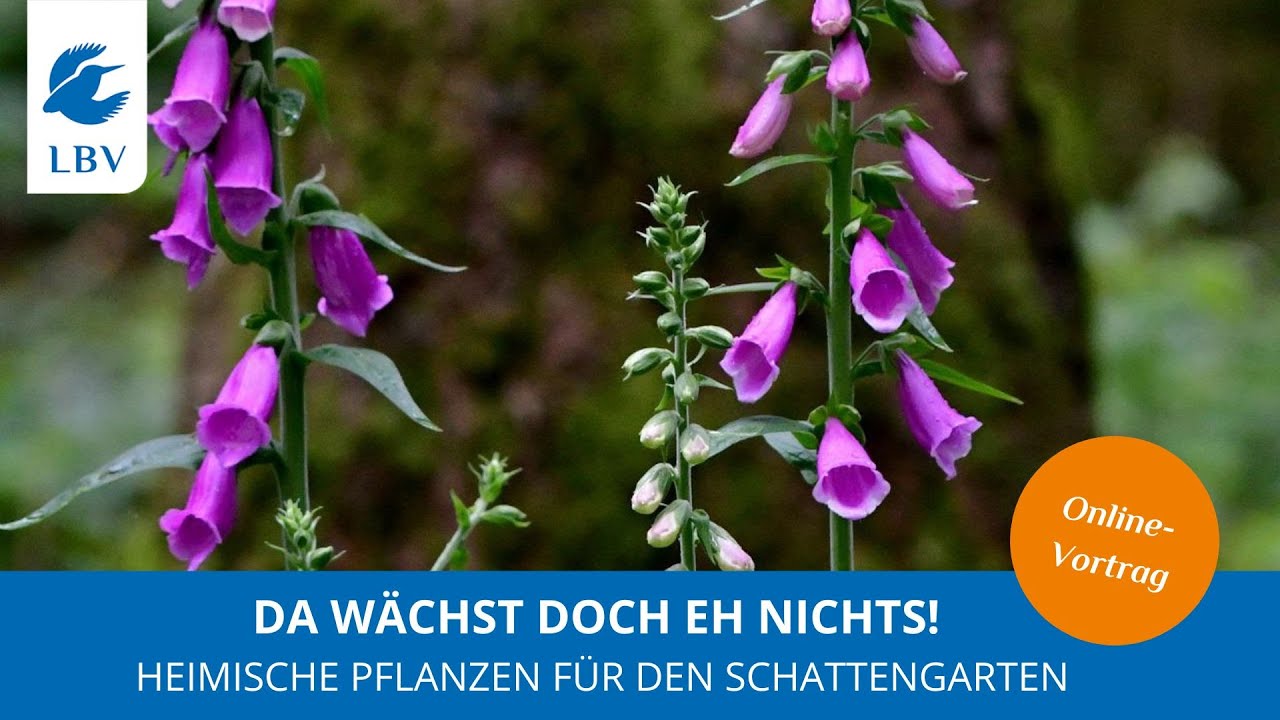 Da wächst doch eh nichts! Heimische Pflanzen für den Schattengarten