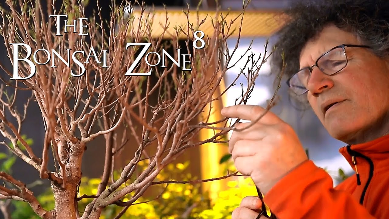 Quality Bonsai and My Ficus, Part 3, The Bonsai Zone, Jan 2021
