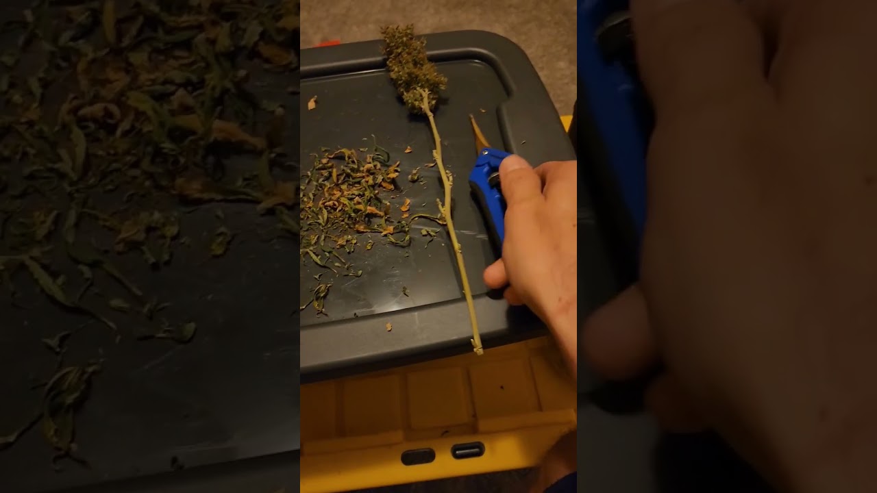 Making a Rose Bud #shorts