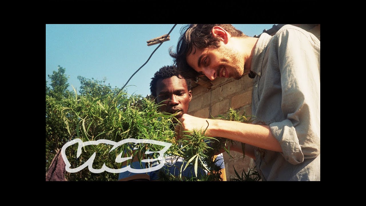 Swaziland: Gold Mine of Marijuana (Trailer)