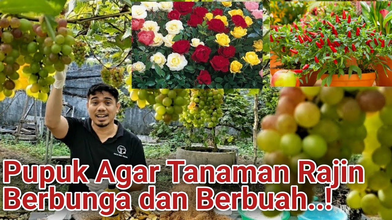Rahasia Tanaman Berbunga dan Berbuah Lebat, Pupuk Organik Padat Praktis dan Bermanfaat