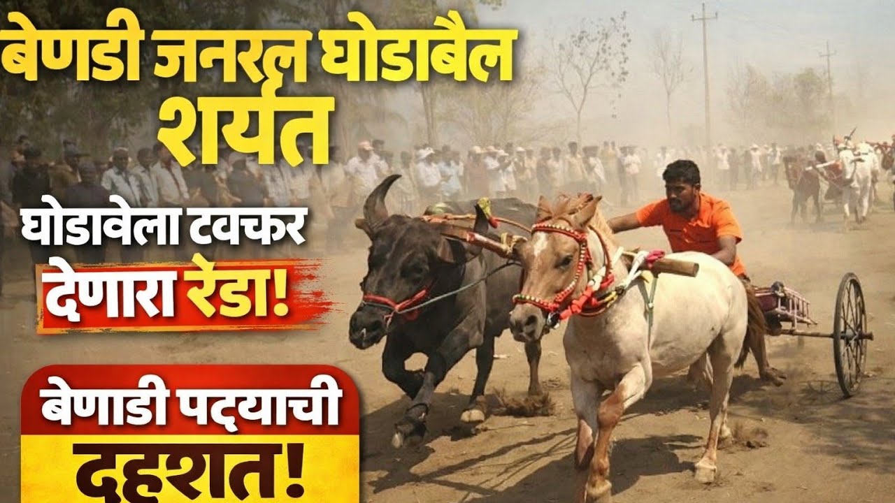 बेणाडी जनरल घोडाबैल शर्यत 🔥 | घोड्याला टक्कर देणारा रेडा | Benadi Patta Race
