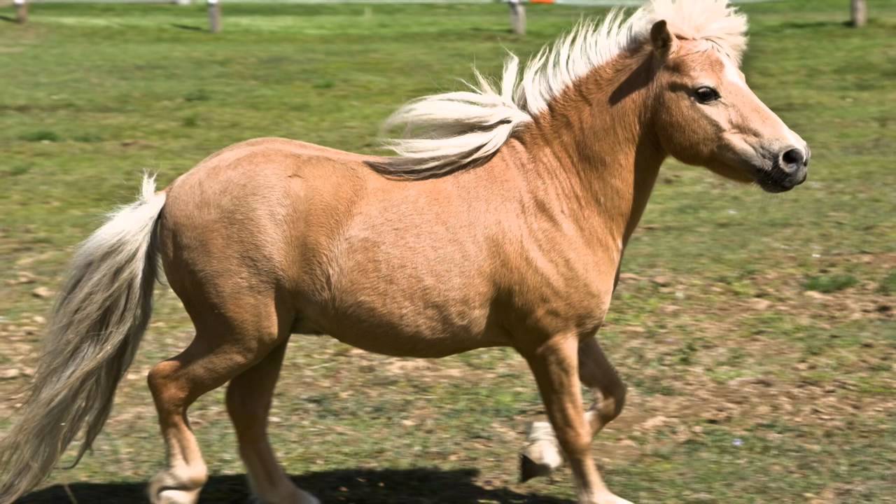 Miniature Horses Running Wild. Beauty Unleashed