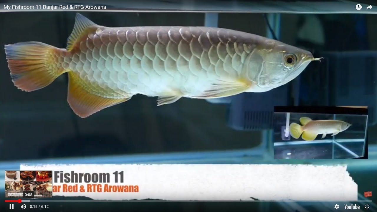 Banjar Red & RTG Arowana #f11