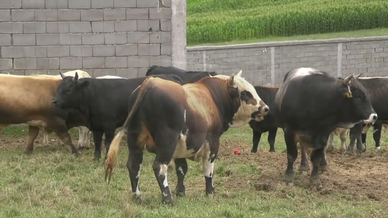 - MLADE BIKOVE MESNE INDUSTRIJE BAJRA, GLEDAM KAO DA SU MOJI