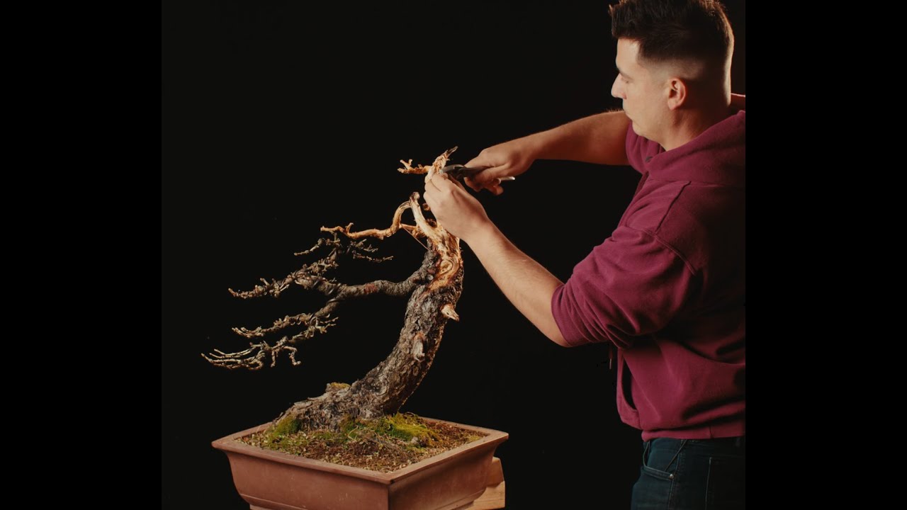 TRAILER VERSION : Transforming a Larix Bonsai from a dull to a dramatic design | The Bonsai Academy
