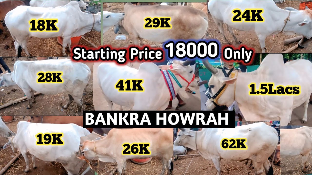 ₹18,000 Mein Qurbani Cow? | Bankra Bazar Howrah Cow Haat 2025 Full Tour | #cow #cowhaat2025 #cowsale