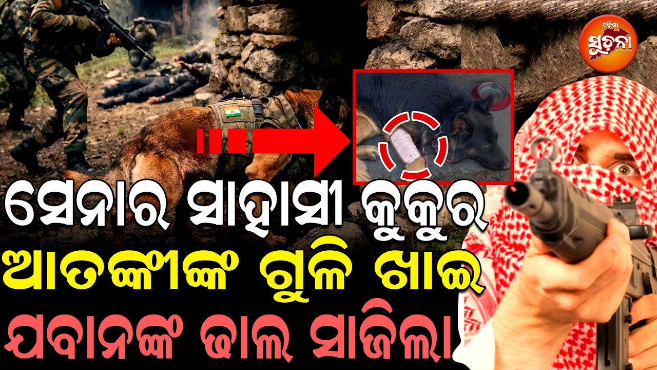 ହୃଦୟ ଜିଣି ନେଲା ସେନାର ସାହାସୀ କୁକୁର ଆତଙ୍କୀଙ୍କ ଗୁଳିକୁ ଖାତିର ନକରି ଲଢ଼ିଲା |Army Dog Tyson | Jammu-Kashmir