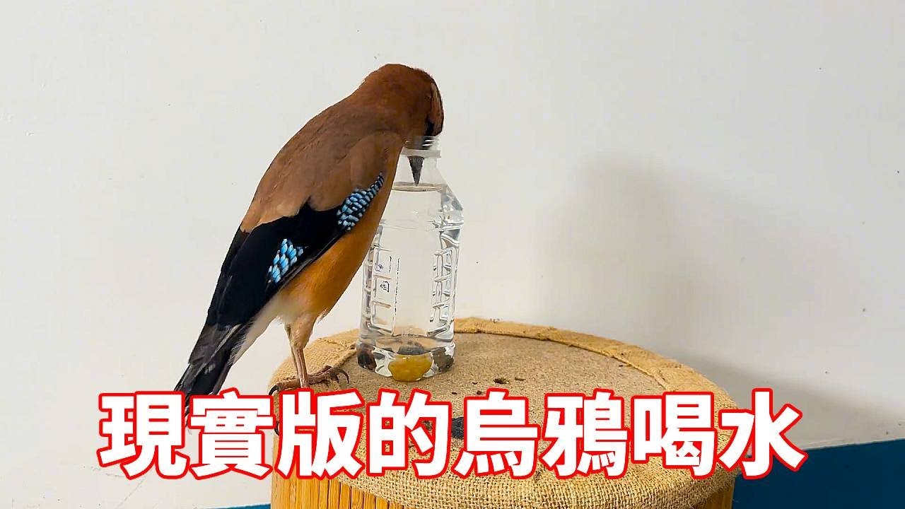 松鴉渴的著急想喝水，奈何瓶口太小了，腦子飛快急轉後上演了真實的烏鴉喝水！