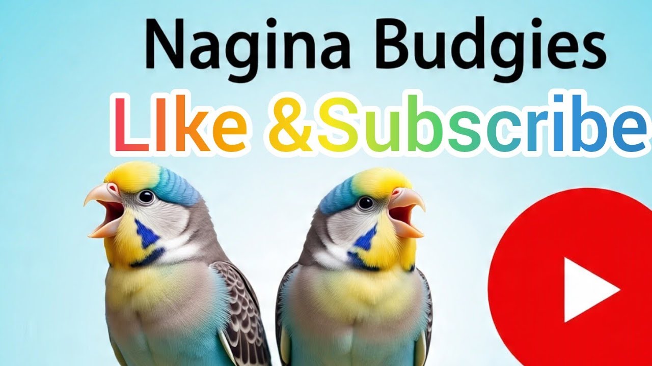 Nagina Budgies  is live