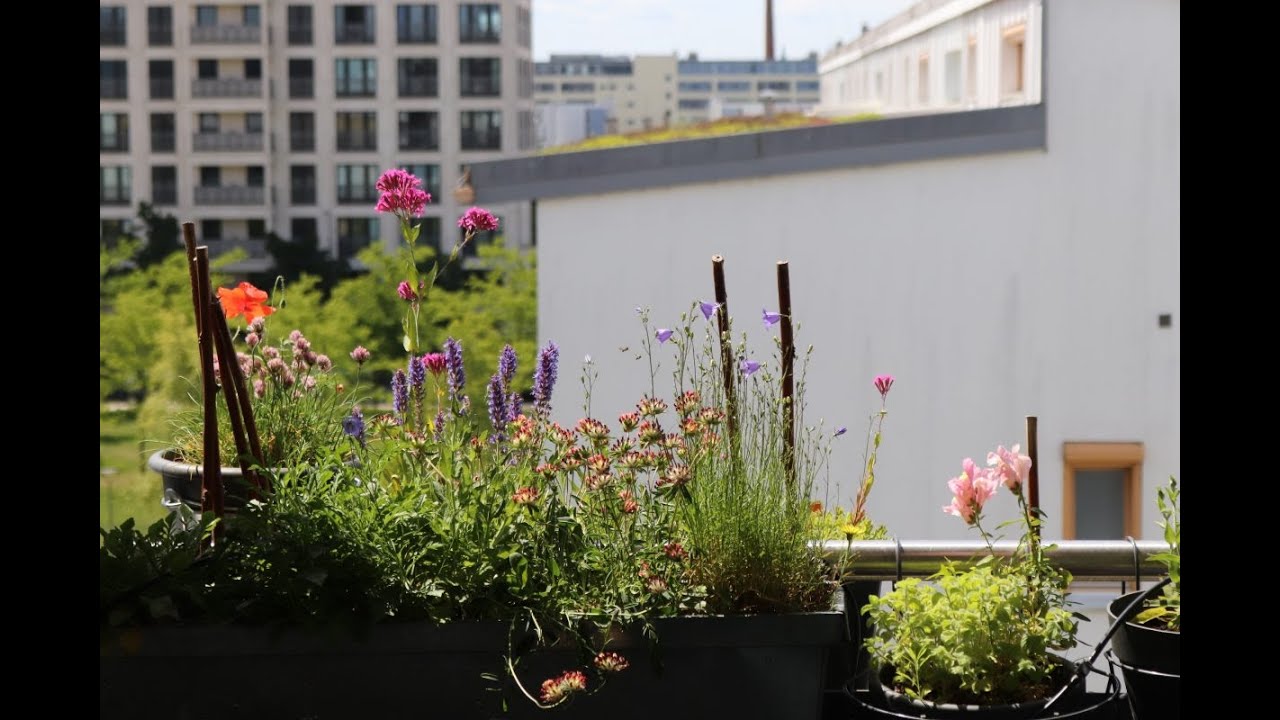Themenabend: So bringst Du Artenvielfalt auf Deinen Balkon!