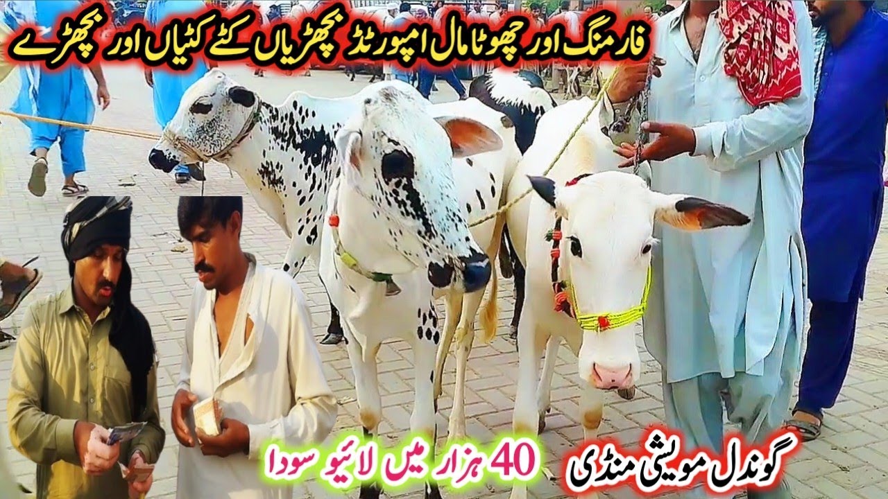 Gondal Mandi latest update 06Feb 2026!Farming wala chota Mall imported heifers Katy Katia!#cow#farm