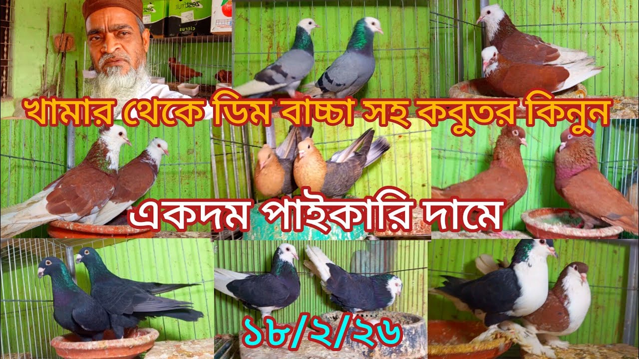 অরজিনাল খামার থেকে ডিম বাচ্চা সহ কবুতর কিনুন একদম পাইকারি দামে 