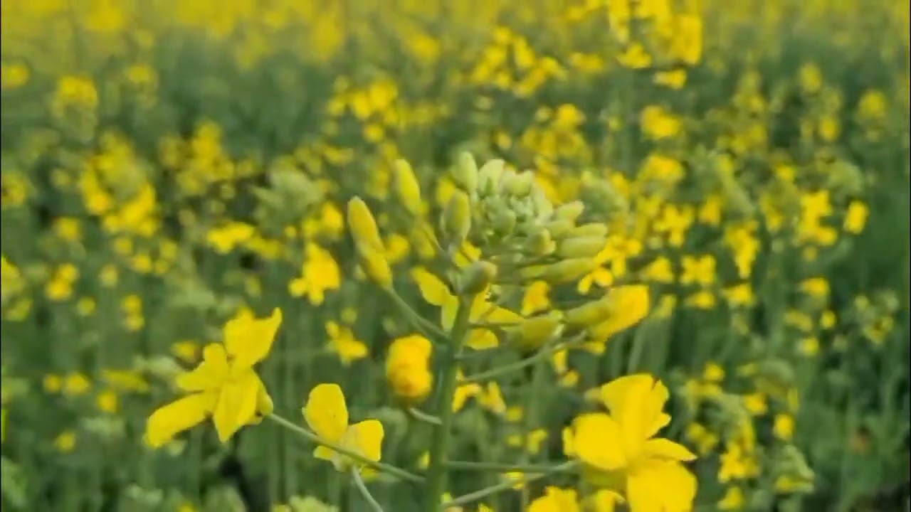 Mustard flowers in the fields 💛