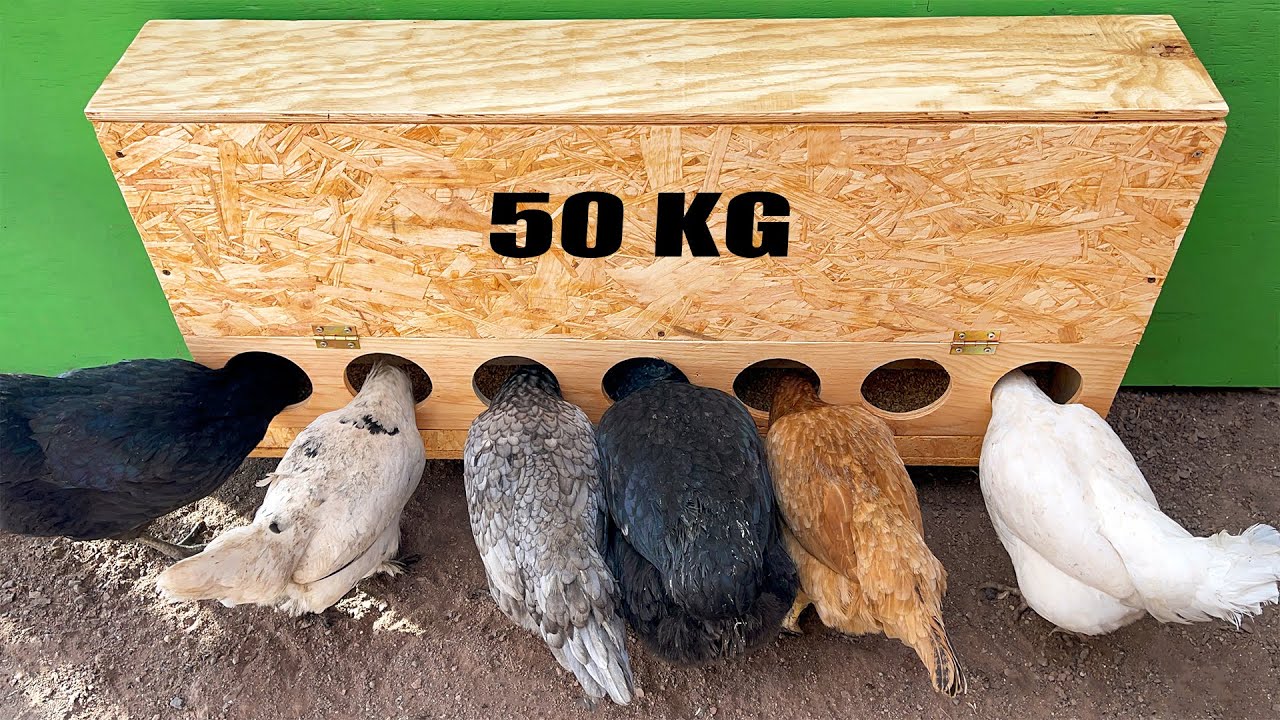 Sıradışı Fikir | 50 KG Depolu Ahşap Tavuk Yemlik Nasıl Yapılır!