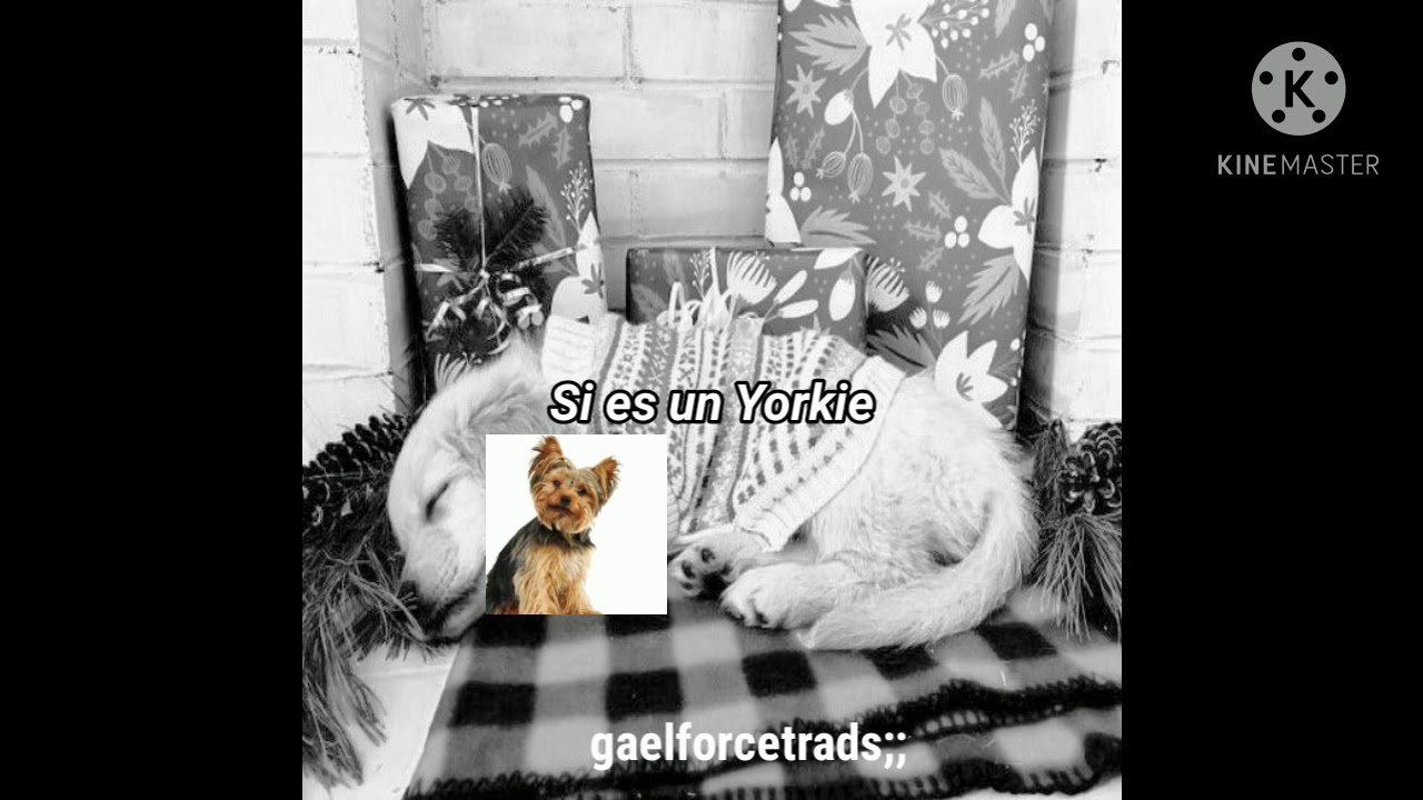 Un perrito para navidad!✨🍀 🎄 (especial Navidad)