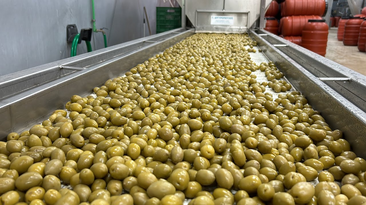 Ελαιώνες Χαλκιδικής: Η μεταποίηση της πράσινης ελιάς Χαλκιδικής