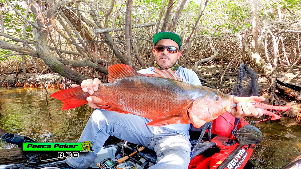 Enorme PARGO en el MANGLAR MI RECORD personal
